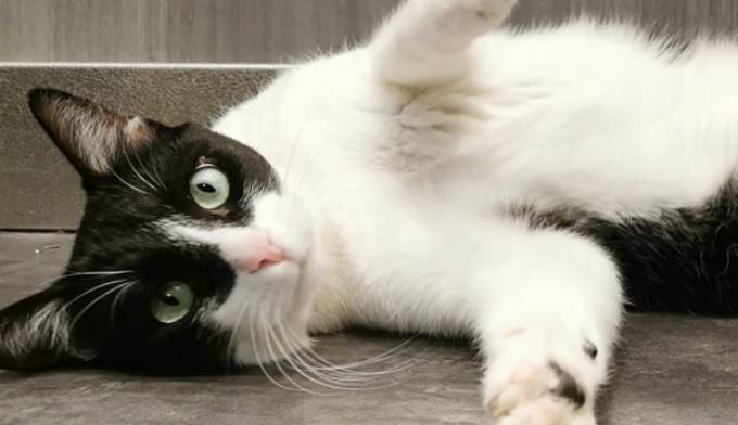 RUSTY : Il souffre d'un pneumothorax !